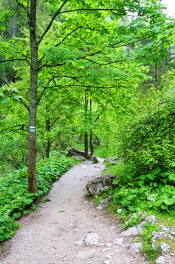 Polonya, Pieniny Dağları, verimli bir ormandaki uzun ağaçların arasından geçeceğiz.