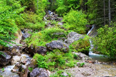 Pieniny dağlarındaki Homole Geçidi, Polonya