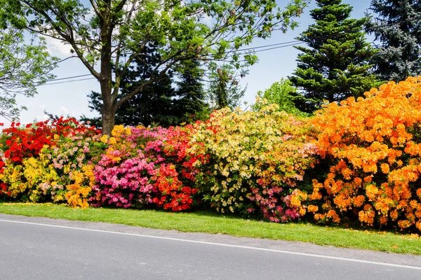 Rhododendron Azalea Garden — Stock Photo, Image