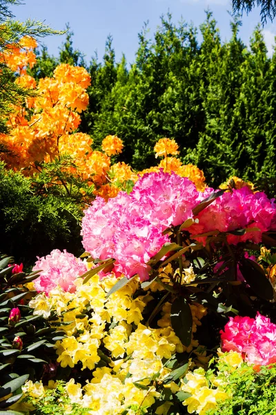 Rhododendron Azálea Jardim — Fotografia de Stock