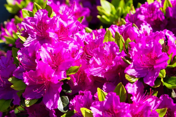 Rhododendron Azálea Jardim — Fotografia de Stock