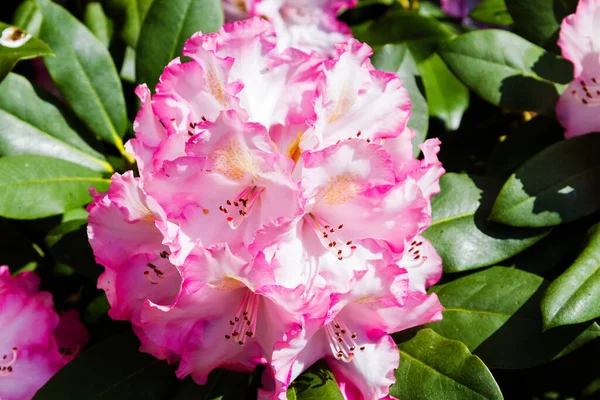 Rododendron Azalka Zahradě — Stock fotografie