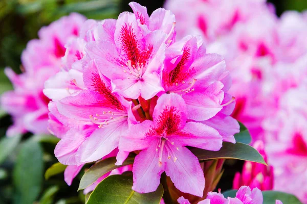 Rododendron Azalka Zahradě — Stock fotografie