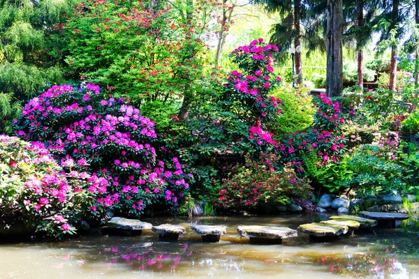 Rhododendron Azálea Jardim Fechar Foco Suave — Fotografia de Stock