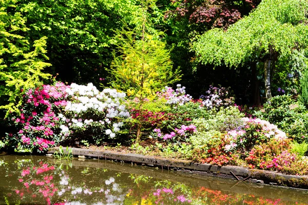 Rhododendron Azalea Jardín Primer Plano Enfoque Suave —  Fotos de Stock