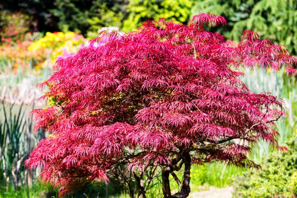 Японський Пожежний Кущ Acer Palmatum Maple Tree Оранжеола — стокове фото