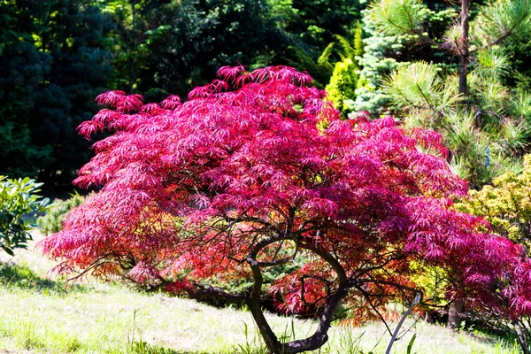 Japanse Vuurstruik Acer Palmatum Esdoorn Boom Sinaasappelboom — Stockfoto