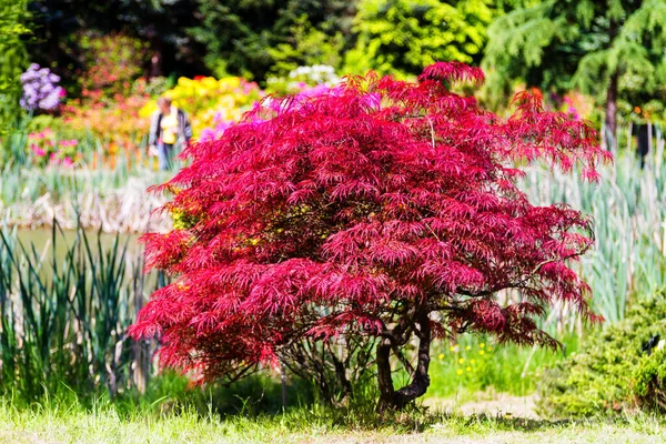 Arbusto Fogo Japonês Acer Palmatum Árvore Bordo Orangeola — Fotografia de Stock