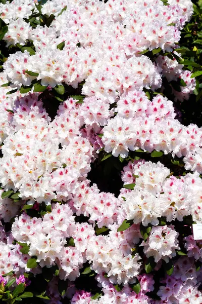 Rhododendron Azalea Garden — Stock Photo, Image