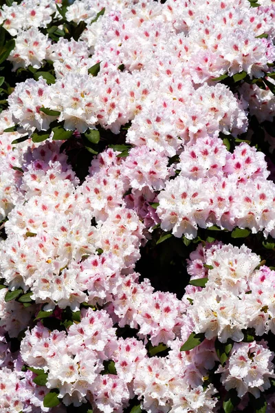 Rhododendron Azalea Garden — Stock Photo, Image