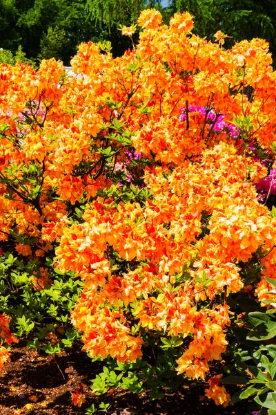 Rhododendron Azalea Garden — Stock Photo, Image
