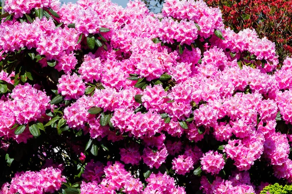 Rhododendron Azalea Garden — Stock Photo, Image