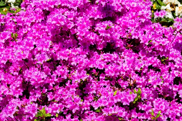 Rhododendron Azalea Jardín — Foto de Stock