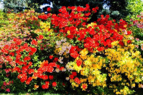 Rhododendron Och Azalea Trädgården — Stockfoto