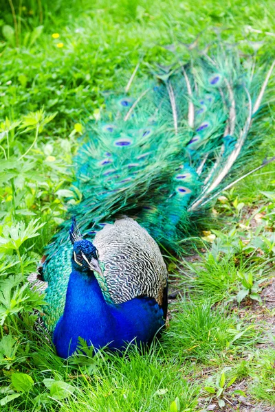 Paon Dans Parc Royal Lazienki Varsovie Pologne — Photo