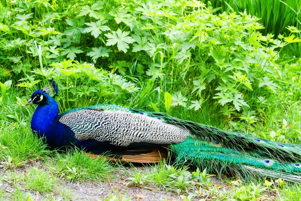 Paon Dans Parc Royal Lazienki Varsovie Pologne — Photo