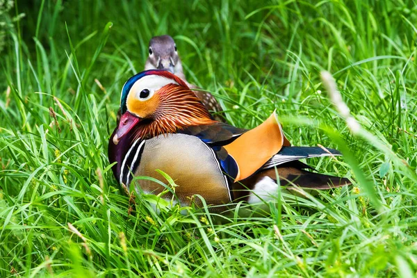 Canard Mandarin Aix Galericulata — Photo