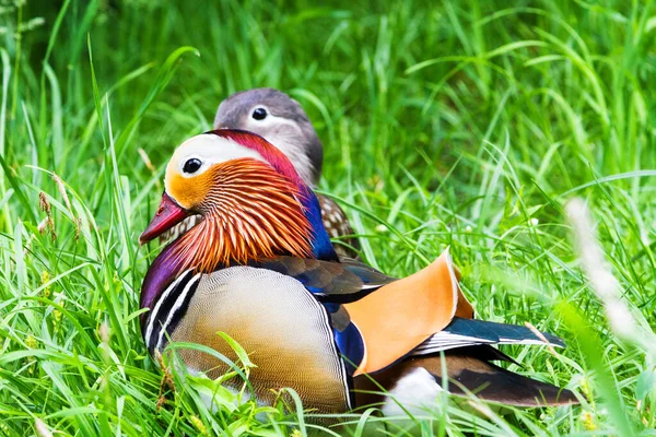 Canard Mandarin Aix Galericulata — Photo