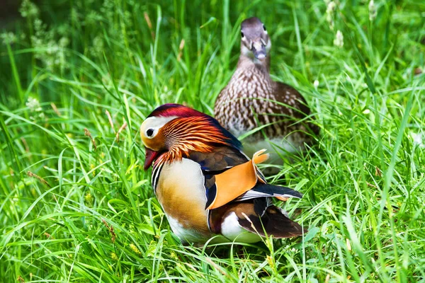 Canard Mandarin Aix Galericulata — Photo