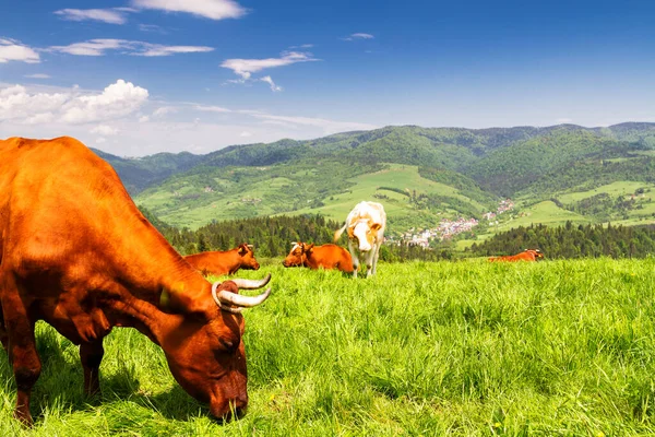 Vacas Prado Alpino Fundo Montanhas Pieniny Perto Szczawnica Polônia — Fotografia de Stock