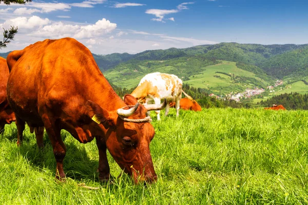 Vacas Prado Alpino Fundo Montanhas Pieniny Perto Szczawnica Polônia — Fotografia de Stock