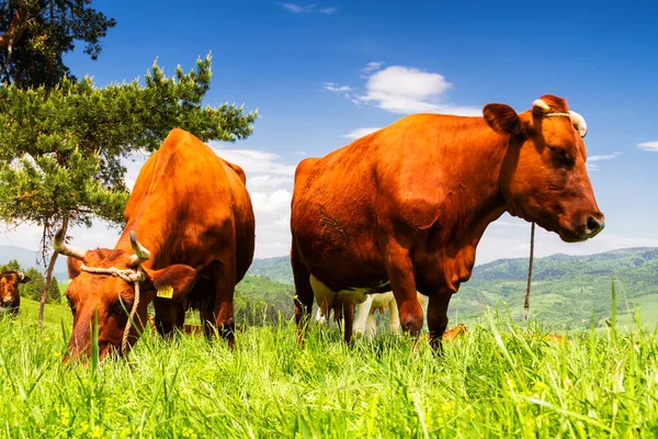 Vacas Prado Alpino Fundo Montanhas Pieniny Perto Szczawnica Polônia — Fotografia de Stock