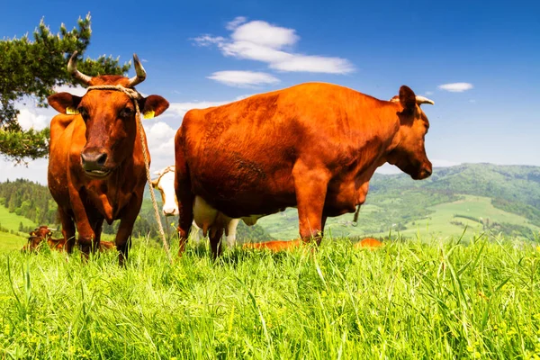 Vacas Prado Alpino Fundo Montanhas Pieniny Perto Szczawnica Polônia — Fotografia de Stock