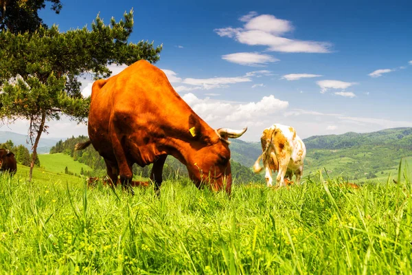 Krávy Alpské Louce Pozadí Pohoří Pieniny Szczawnica Polsko — Stock fotografie