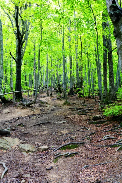 Sentier Dans Parc National Bieszczady Pologne — Photo