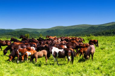 Bieszczady Ulusal Parkı, Beskidy Dağları, Polonya 'da atların otladığı kırsal alan