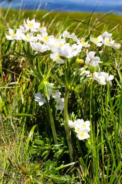 Anemone narsiflora beyaz çiçek