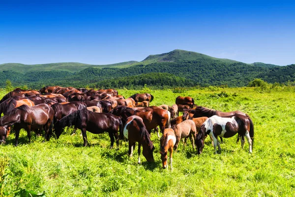 Landelijk Landschap Met Paarden Die Grazen Een Weiland Bieszczady National — Stockfoto