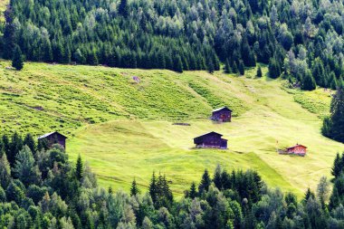 İsviçre Alplerindeki kozalaklı ormanlar.