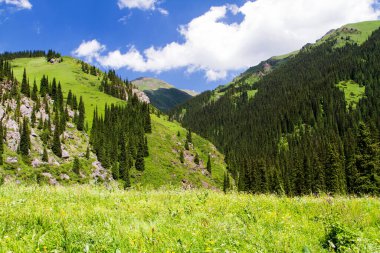 Tian Shan, Kazakistan, Orta Asya 'da yeşil ağaçları ve nehri olan dağ vadisi. Kolsai Gölleri 'ne yürüyüş yolu - popüler turizm beldesi.