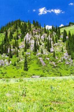 Tian Shan, Kazakistan, Orta Asya 'da yeşil ağaçları ve nehri olan dağ vadisi. Kolsai Gölleri 'ne yürüyüş yolu - popüler turizm beldesi.