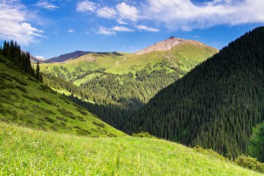 Tian Shan, Kazakistan, Orta Asya 'da yeşil ağaçları ve nehri olan dağ vadisi. Kolsai Gölleri 'ne yürüyüş yolu - popüler turizm beldesi.