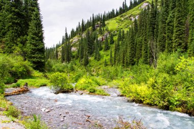 Tian Shan, Kazakistan, Orta Asya 'da yeşil ağaçları ve nehri olan dağ vadisi. Kolsai Gölleri 'ne yürüyüş yolu - popüler turizm beldesi.