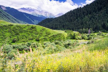 Tian Shan, Kazakistan, Orta Asya 'da yeşil ağaçları ve nehri olan dağ vadisi. Kolsai Gölleri 'ne yürüyüş yolu - popüler turizm beldesi.