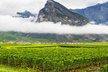 Valais Canton 'daki üzüm bağı, Sierre, Sion ve Martigny yakınlarında, İsviçre