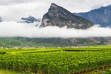 Valais Canton 'daki üzüm bağı, Sierre, Sion ve Martigny yakınlarında, İsviçre
