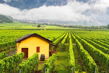 SIERRE, SWitzERLAND - Ağustos 2015: 13 Ağustos 2015 'te İsviçre' nin Sierre, Sion ve Martigny yakınlarındaki Valais kantonundaki üzüm bağları. Valais bir tarım bölgesidir..