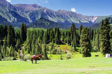Alatau Platosu 'ndaki at, Kırgızistan' daki Karakol yakınlarındaki Tian Shan dağları, Orta Asya