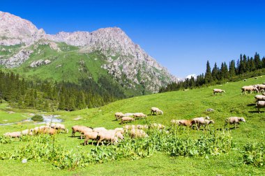 Tian Shan dağlarındaki Alatau Platosu Karakol, Kırgızistan, Orta Asya
