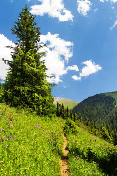 Bergdal Med Gröna Träd Och Flod Tian Shan Kazakstan Centralasien — Stockfoto