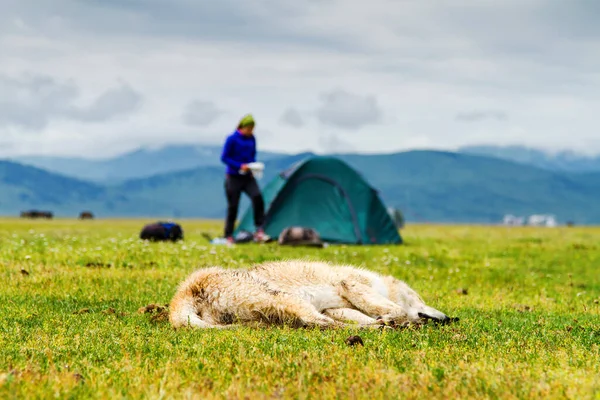 Dog sleeping in front of a tent pitched in Kazakhstan steppe. Central Asia. Selective focus picture.