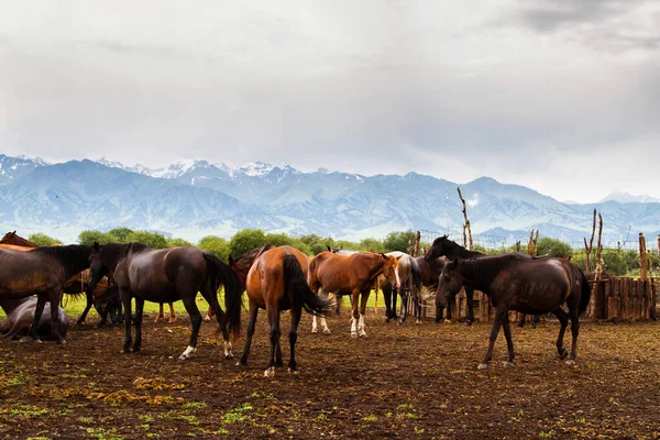 Cavalos Vagando Livremente Campo Nas Montanhas Tian Shan Cazaquistão — Fotografia de Stock