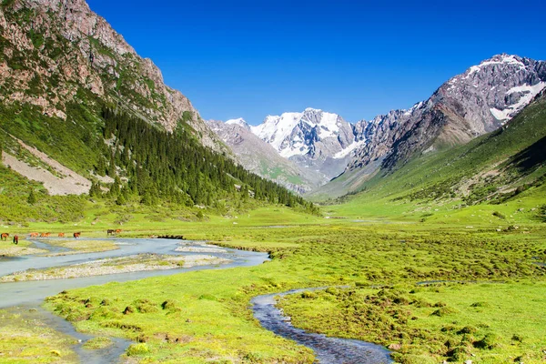 Alatau Fennsík Tian Shan Hegységben Karakol Kirgizisztán Közép Ázsia — Stock Fotó