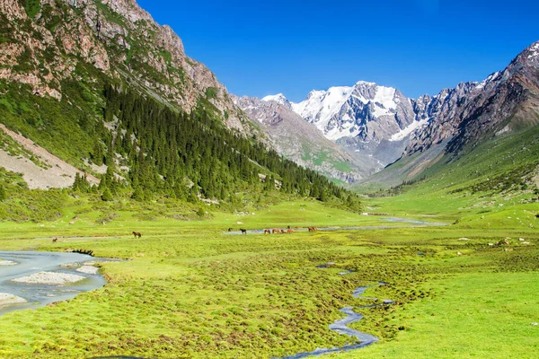 Alatau Hochebene Tian Shan Gebirge Karakol Kirgisistan Zentralasien — Stockfoto