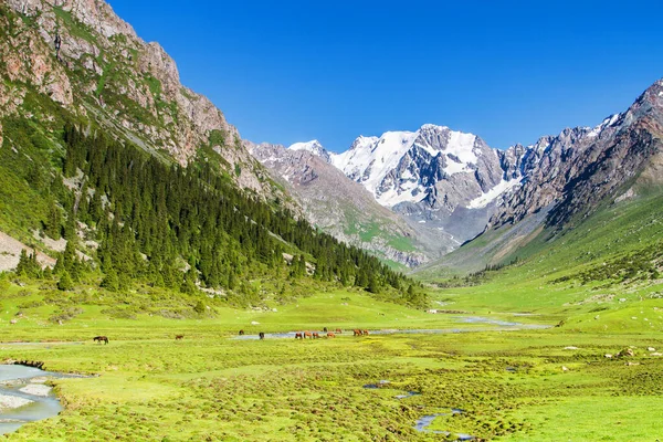 Meseta Alatau Las Montañas Tian Shan Karakol Kirguistán Asia Central — Foto de Stock