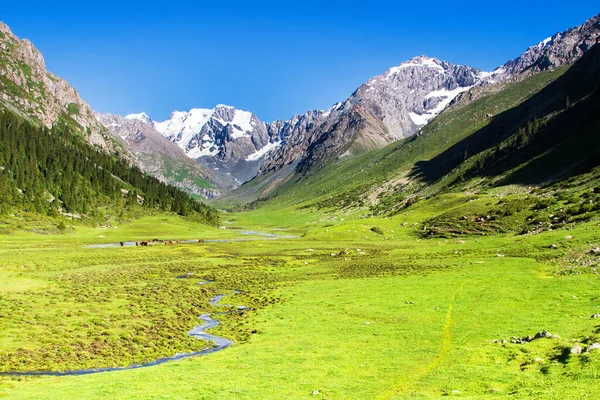 Alatau Fennsík Tian Shan Hegységben Karakol Kirgizisztán Közép Ázsia — Stock Fotó